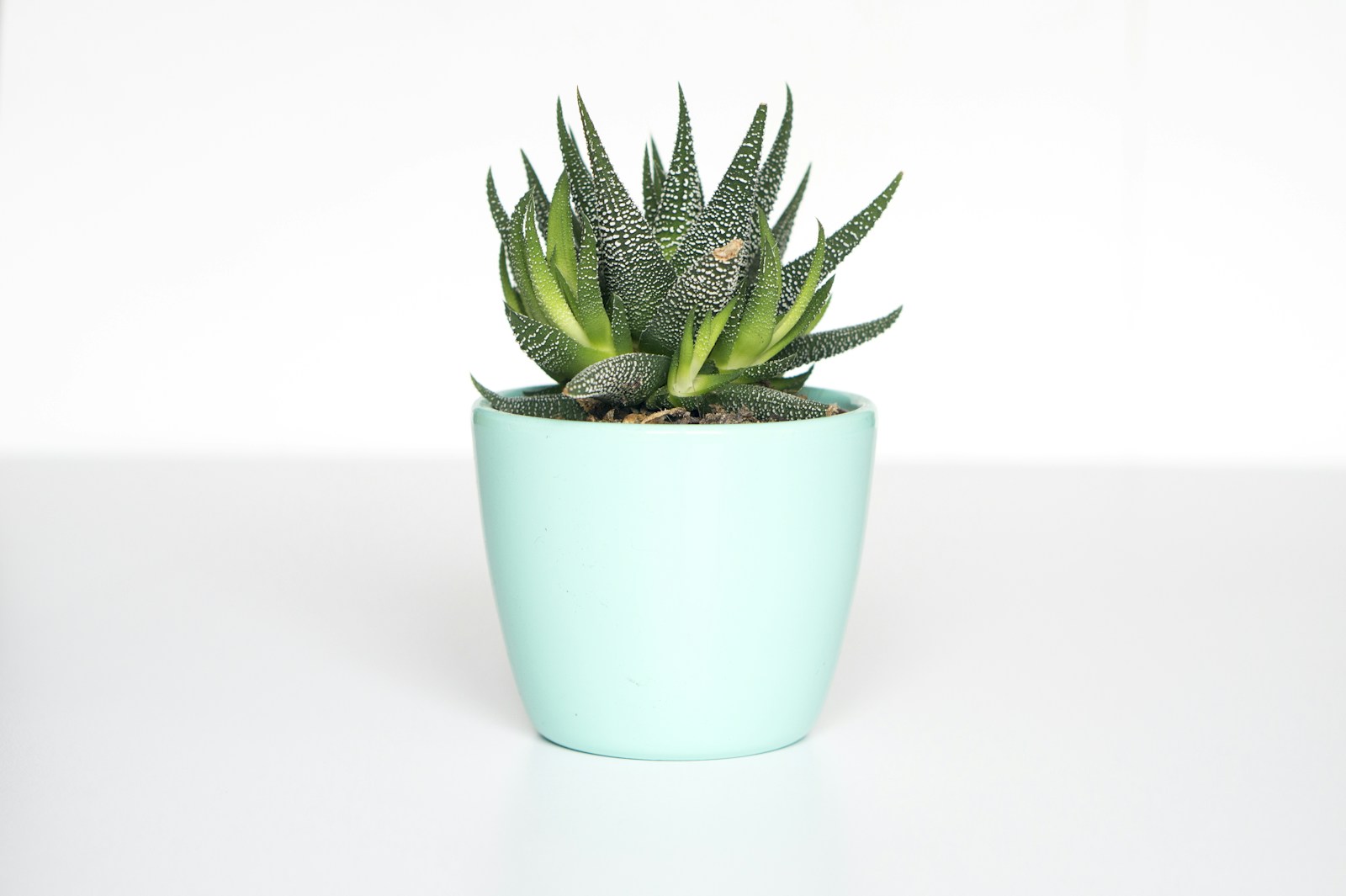 Potted succulent